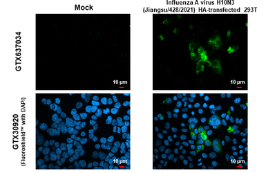 Anti-Influenza A virus H10N3 HA (Hemagglutinin) antibody [HL1559] used in Immunocytochemistry/ Immunofluorescence (ICC/IF). GTX637034